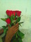Biswasundari Florist: Seller of: rose, gerbera, carnations, lilly, chrysanthemums, gypsophila.