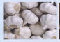 Jinxiang Dongyun Freezing Storage Co., Ltd.: Seller of: garlic, onion, ginger, apple, pear.