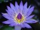 Blue Lilly: Seller of: cosmicpowered herbs, cosmicpowerstones, herbals, herbs-adults, herbs-cancer, herbs-diabetics, herbs-erotic, herbs-heart, herbs-skin.