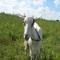 Sweet Goat Farm: Regular Seller, Supplier of: goats milk, goats meet.