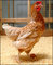 Integrity Farm Ltd: Seller of: training, poultry, producing, farming. Buyer of: eggs, supply, chicken, traning, coconut.