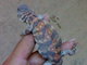 Salesanimals: Seller of: live animals, reptiles, mammals, snakesvenomous and non venomous, scorpions, amphibians, insects, uromastyx, tortoisesetc.