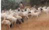 Z-Right Import And Export Plc.: Seller of: live animals, sheeps, goats, cattle, camels, meat.