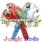 Jungle Birds: Seller of: bulbul, doves, livestock, parakeets, peacock, pheasant, pigeons, wild birds. Buyer of: budgerigar, cockatiel, java finches, livestock, lovebirds, finches, parrots, wild finches, zebra finches.
