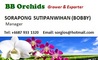 BB Orchids: Seller of: orchid, orchidee, dendrobium, seedling, cut flower, mokara, ornamental, flasks, cattleya.