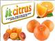 Jk Citrus Food Bevberage Industries: Seller of: fruits, kinnow.