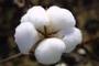 Sogcot Burkina: Seller of: cotton seeds, raw cotton, seasame seeds.