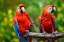 Pet Breeders Home: Seller of: exotic macaw parrot birds, hand fed and hand tamed sun conure parrot, parrots for family companionship, white faced cockatiels.