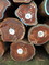 Cat Tuong Wood JSC: Seller of: round wood logs, sawn timber. Buyer of: round wood logs, sawn timber, logs, timber, lumber, wood.