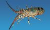 Caribcrustacean: Seller of: spiney lobster, stone crab, conch, black fin tuna, porrat fish, turbet.