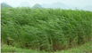 Hay Export Sales Company: Seller of: bio fuel, hay. Buyer of: biomass, corn stover, coconut husks, waste wood, palm kernels.