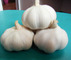 Shandong hengda foodstuffs  Co., Ltd.: Seller of: garlic, ginger, potato, onion, carrot, apple, pear, chestnut, sushi ginger.
