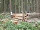 Zydaan Impex: Seller of: teak wood rough square semi clean logs.
