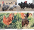 Al-Noor Agro & Farm Product: Seller of: broiler hatching eggs, broiler day old chicks, original indian country chicken hatching eggs, original indian country chicken day old chicks, country chickens table eggs. Buyer of: broiler hatching eggs, broiler day old chicks.