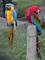 Parrots Kingdom Aviary: Regular Seller, Supplier of: blue and gold macaws, congo african greys, goffin cockatoo, harns macaws, hyacinth macaws, military macaws, scarlet maacws, temnih greys, umbrella cockatoos. Buyer, Regular Buyer of: hyacinth macaws, blue and gold macaws, hans macaws, military macaws, umbrella cockatoos, african greys, parrots for sal.