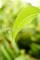 Daania Naturals: Regular Seller, Supplier of: neem oil, neem seed products.