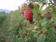 Healty Food: Seller of: raspberrys, strawberrys, blackberrys.