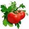 TianJin Creditop Int'l Trade Co., Ltd.: Seller of: tomato paste, diced tomato, whole peeled tomato, fruit juice concentrate, vegetable juicepuree, dehydrated vegetable, frro silicon, sodium hydrosulphide, cokesteam coal. Buyer of: bulk packed diced tomatoes, pasta, canned tuna, iron ore, copper.