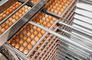 Eagle Chicks: Seller of: fertilizer breeder eggs, hatchable breeder eggs.