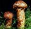 King Mushroom Industry Co., Ltd.: Seller of: mushroom, wild mushroom, matsutake, morel, porcini, boletus edulis, fungiedible fungus, fungifungus, wild mushroom.