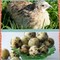 Dortie Farms: Regular Seller, Supplier of: quail birds, referral service, quail eggs, layers, distribution, broilers, delivery service, feeds, wholesale service.