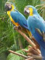 Birds Farm Ltd: Regular Seller, Supplier of: macaws parrots, african grey parrots, cokatoo, parakeets, poicephalus, blue marcaw.