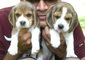 Mumbaikennels Pvt Ltd: Seller of: beagle, labrador, maltese, saint bernard, shih tzu, yorkshire terrier, chihuahua, rottweiler, english mastiff.