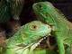 Iguanas Tropicales: Seller of: dragons, iguanas, tortoises, pets, reptiles, iguana.