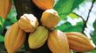 UC Global Ventures: Seller of: melon seeds, cashew nuts, garlic, kola nuts, bitter kola, dry plantain, dry yam, garri, palm kernel.