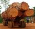 Giant woods Co., Ltd.: Seller of: teak logs, pine logs, beech logs, oak logs, spruce logs, sapeli logs, hardwood, sandalwood, etc.