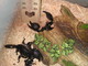 Arachnocenter MidWest: Seller of: tarantulas, scorpions. Buyer of: scorpions, tarantulas.