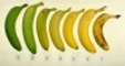 Five Star Internatlonal: Regular Seller, Supplier of: bananas, coconut, coconut varieties, furuts, herbal varieties available, mango, powder varieties, tomato- varieties, vegetabals varieties.