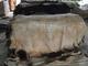 UAB Ruslta: Regular Seller, Supplier of: raw wet salted, cow buffalo calf, skins hides.
