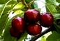 Danfruit: Regular Seller, Supplier of: freshf fruit, vegetable, edibleoiloliveoil, olivepicklestomato paste, nuts, beverages.