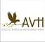 AVH Exotic Birds and Breeding Farm: Seller of: birds, medicines, food. Buyer of: pigeons, finches, canary, parrots, medicines, seeds.