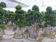 Evergreen Nurseries Co.: Seller of: ficus microcarpa, cycas revoluta, pachira, echinocactus, sansevieria, palm, bougainvillea, adenium obesum, araucaria exelsa.