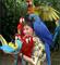 Larry Awairy: Seller of: macaw, parrot eggs, african grey, african grey parrots, conures, calopsite, electus, calopsite, electus.