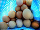 Hm Traders: Regular Seller, Supplier of: chicken eggs, parrot eggs. Buyer, Regular Buyer of: parrots, chickens, eggs.