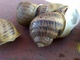 VD-Import, Export Eood: Seller of: snails.