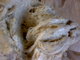 Honarvar Tarding  co: Seller of: pistachio, pistachio kernel, pomegranute seed dry, fig, asafoetidia, dates, almond shell, walnut shell, dates kernel. Buyer of: asafoetida.