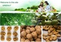 Shenzhen Greenut Trading Co., Ltd: Seller of: walnut kernel, walnut in shell, almond kernel, almond in shell.