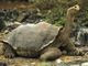 Tidjanniy Reptile World: Seller of: live tortoises, chameleons, quail eggs.