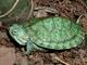 Louisiana Cypress Turtle Farm: Seller of: green baby turtles, adult turtles, eastern painted turtles, river cooter turtles.