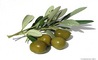 Olives Paradise: Regular Seller, Supplier of: olives, olive oil, jams, marinated, spreads, salads, vegetables.