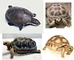Dr Joe Frank Ltd: Seller of: tortoises, snakes, scorpions, tarantulas, tarantulas, scorpions, boas, legles repties.