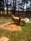 R & O Farming: Seller of: awassi sheep, afrikaner sheep, fat tail sheep, lambs, livestock, live sheep.