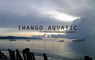 Iwango Aquatic: Seller of: lobstres, grouper fish, crustaceans, shrimp, shark fin, sea cucumber, yellow fin tuna.