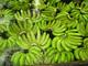 Palanfruits Inc.: Regular Seller, Supplier of: cavendish banana.