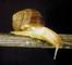 Snail World: Seller of: snail, palm oil, sunflower, snail, plantain, jathropher, fish, yam, ocoa. Buyer of: snail, fish, plantain, yam, palm oil, cocoa, cassava, sunflower, jathropher.