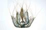 Khulna Seafood: Regular Seller, Supplier of: black tiger shrimps, fresh water shrimps, harina shrimps, cat tiger shrimps.